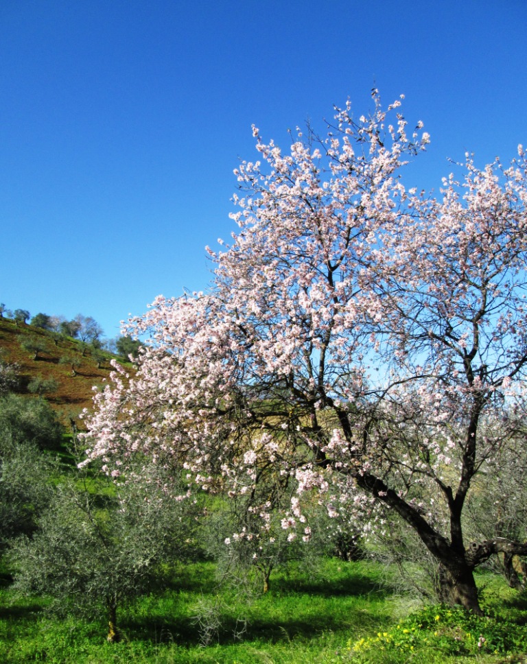 Almond blossom Guaro Almond blossom Guaro