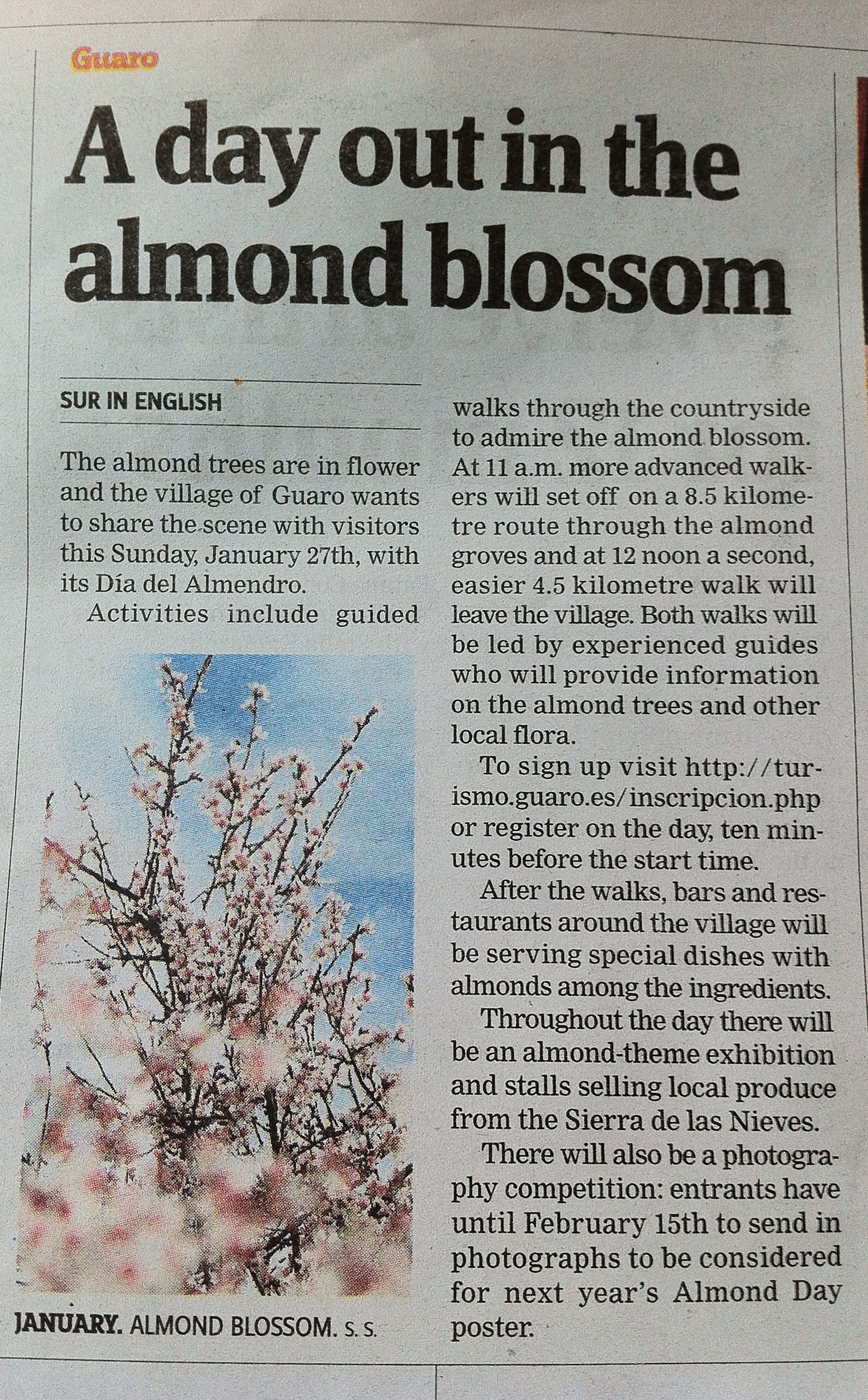 Www.surinenglish.com Guaro Almond Blossom Festival Www.surinenglish.com Guaro Almond Blossom Festival
